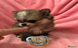 Pomchi dogs for sale: INCREDIBLE Thai/Korean pomchi READY 5th September  - Image 8