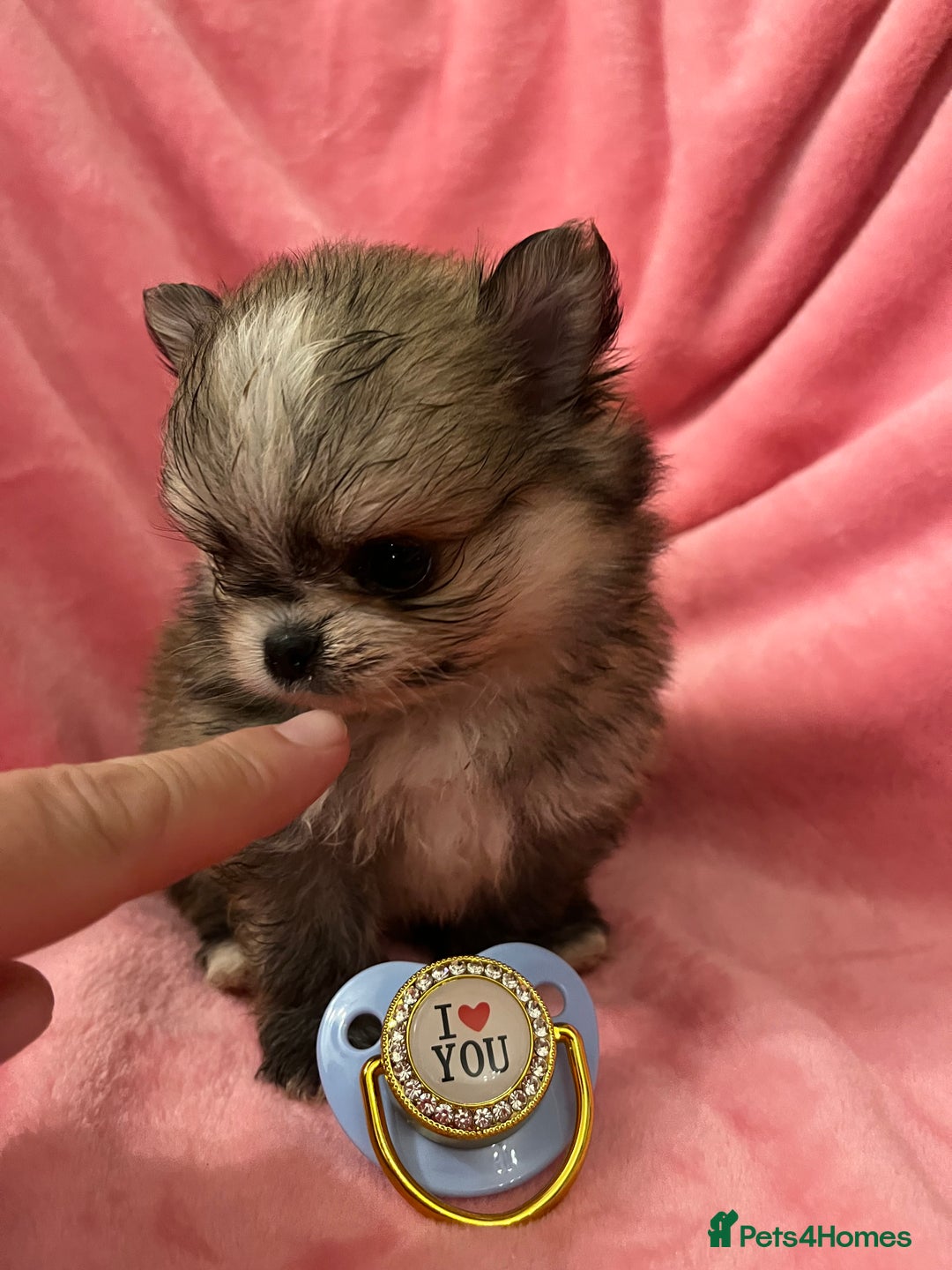 Pomchi dogs for sale: INCREDIBLE Thai/Korean pomchi READY 5th September  - Image 8