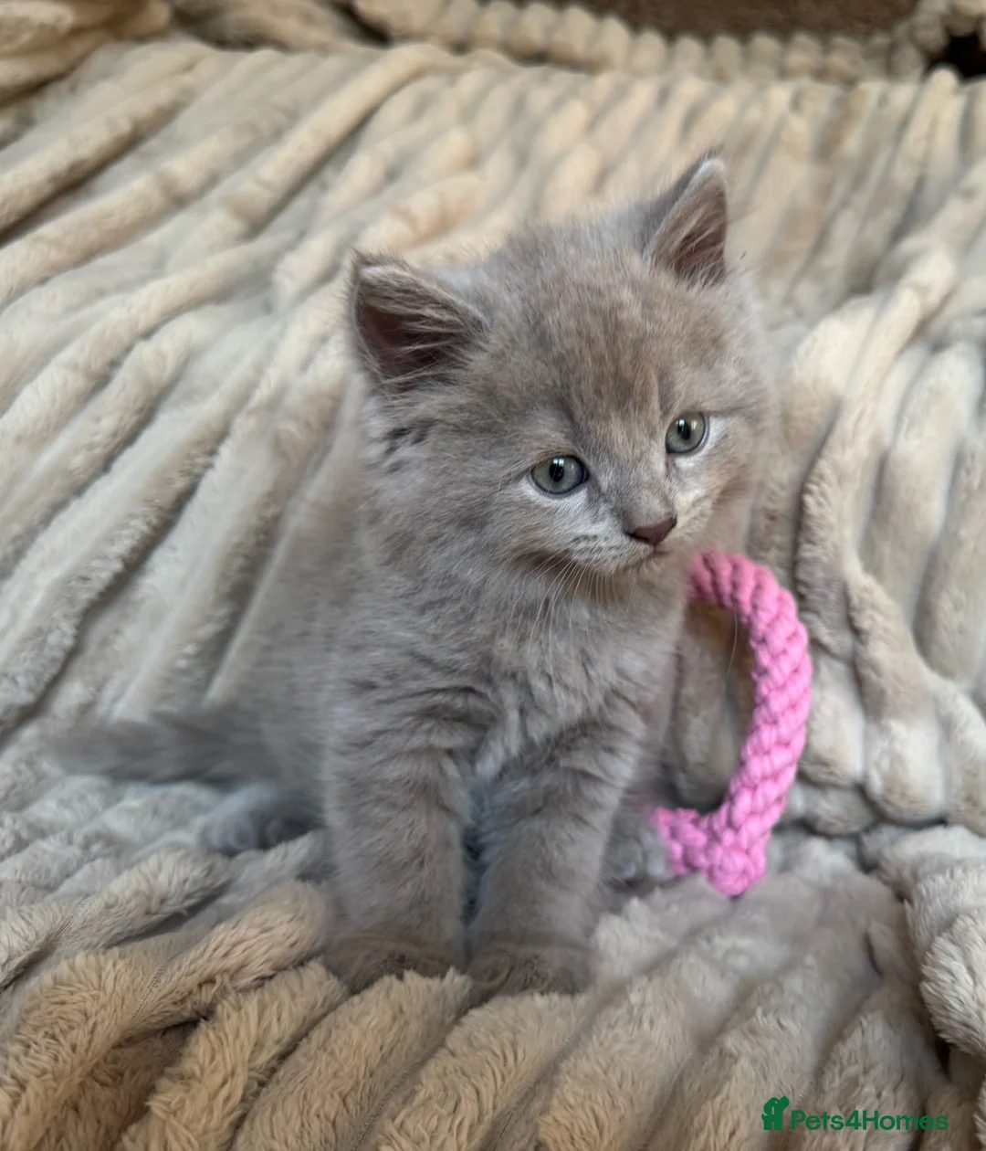 Ragdoll cats for sale: Beautifull XRagdoll Kittens in Daventry - Advert 1