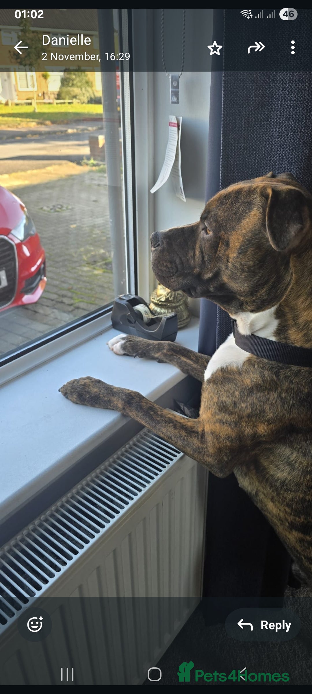 Mixed Breed dogs for sale: Dave Pakistani mastiff × Staffordshire bullterrier - Image 3