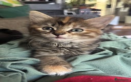 Mixed Breed cats for sale: Beautiful kittens!!!!! READY NOW!!! - Image 18