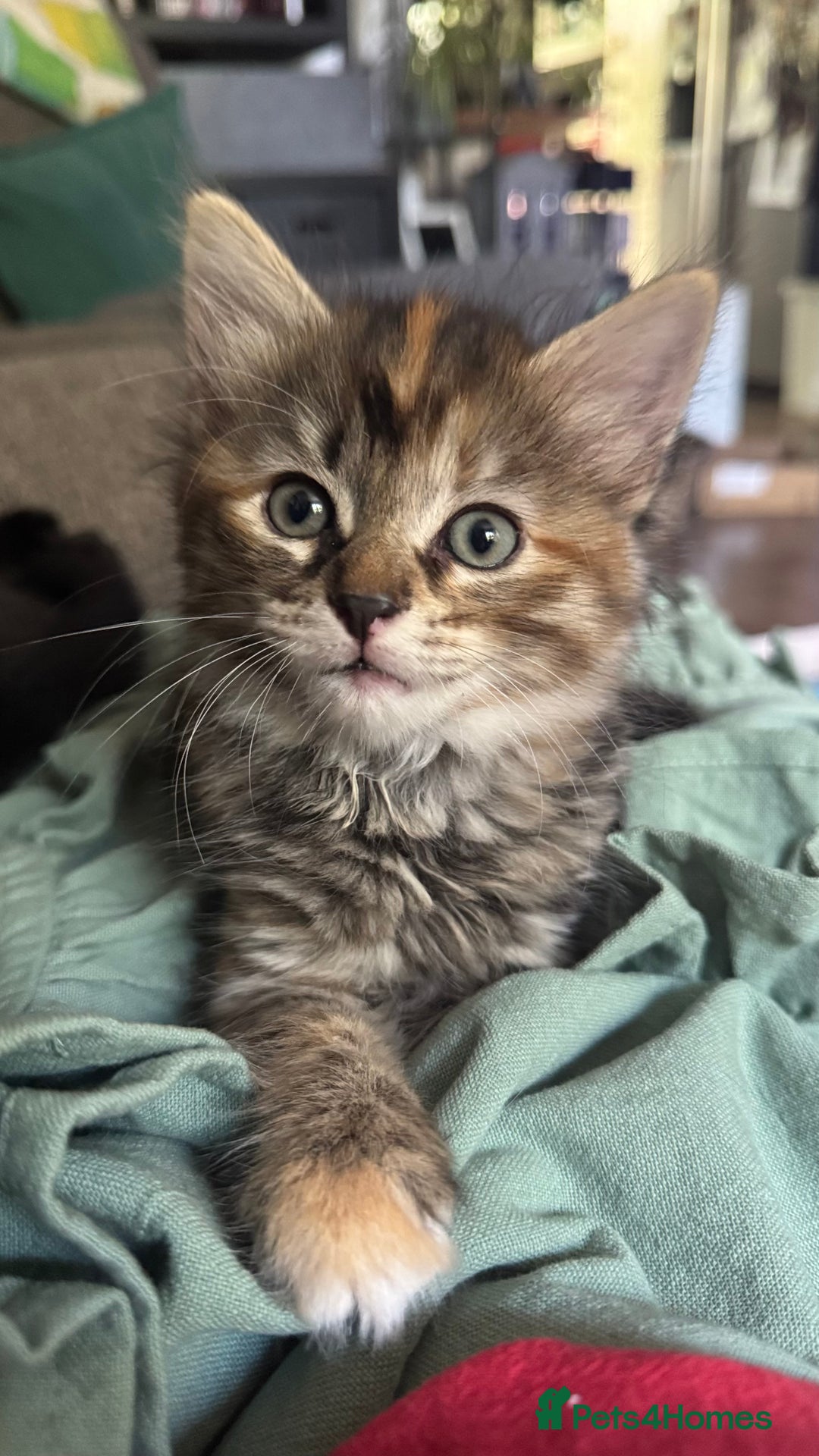 Mixed Breed cats for sale: Beautiful kittens!!!!! READY NOW!!! - Image 18