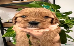 Cavapoo dogs for sale: Cavapoos born to EXTENSIVELY HEALTH TESTED PARENTS - Image 9
