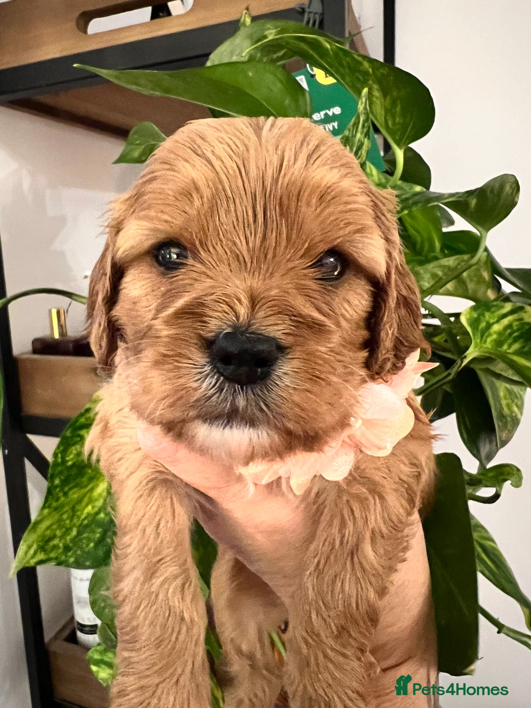 Cavapoo dogs for sale: Cavapoos born to EXTENSIVELY HEALTH TESTED PARENTS - Image 9