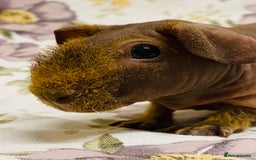 Guinea Pig rodents for sale: Skinny pig, werewolf and Baldwin breeder - Advert 4