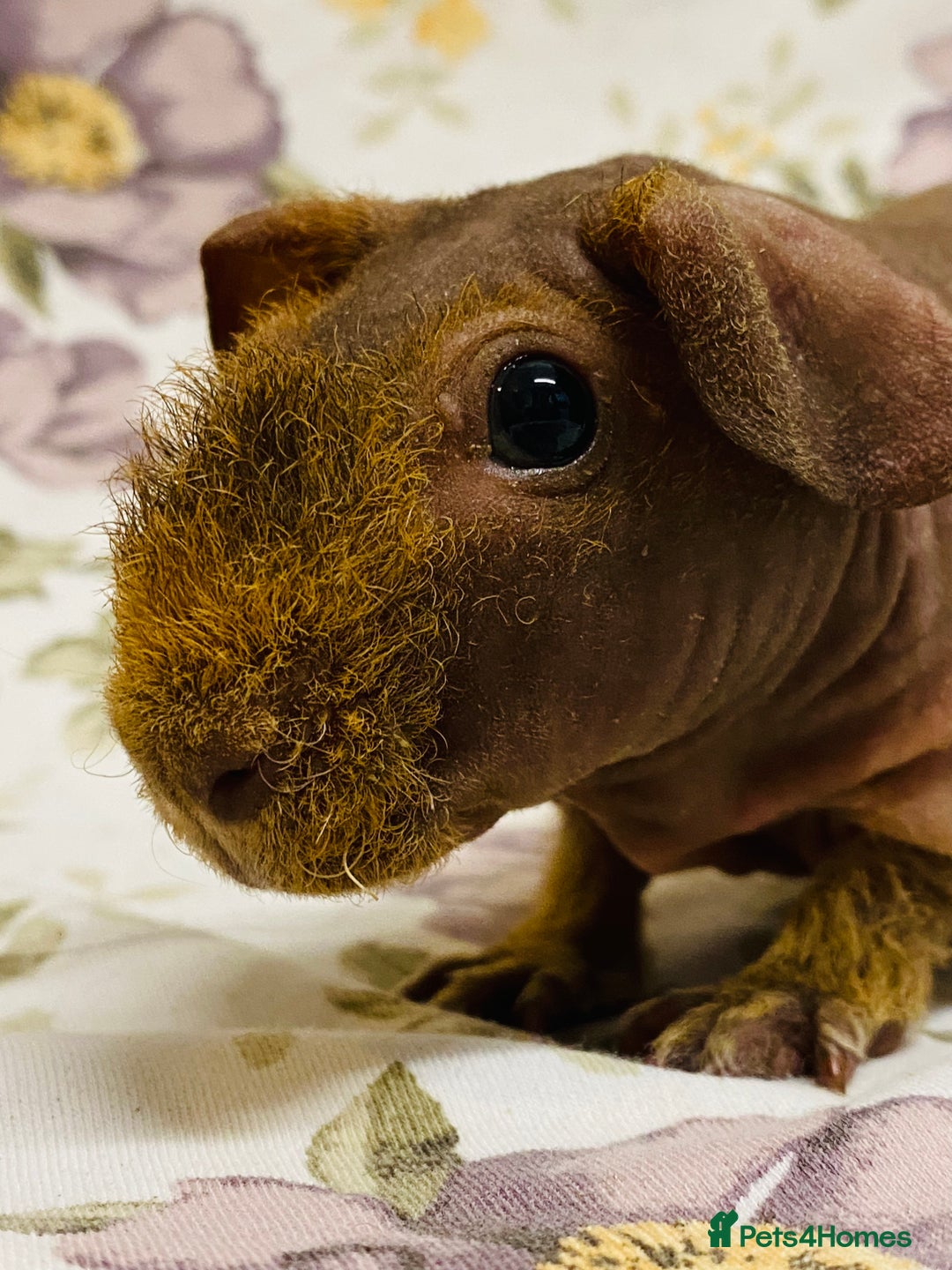 Guinea Pig rodents for sale: Skinny pig, werewolf and Baldwin breeder - Advert 4