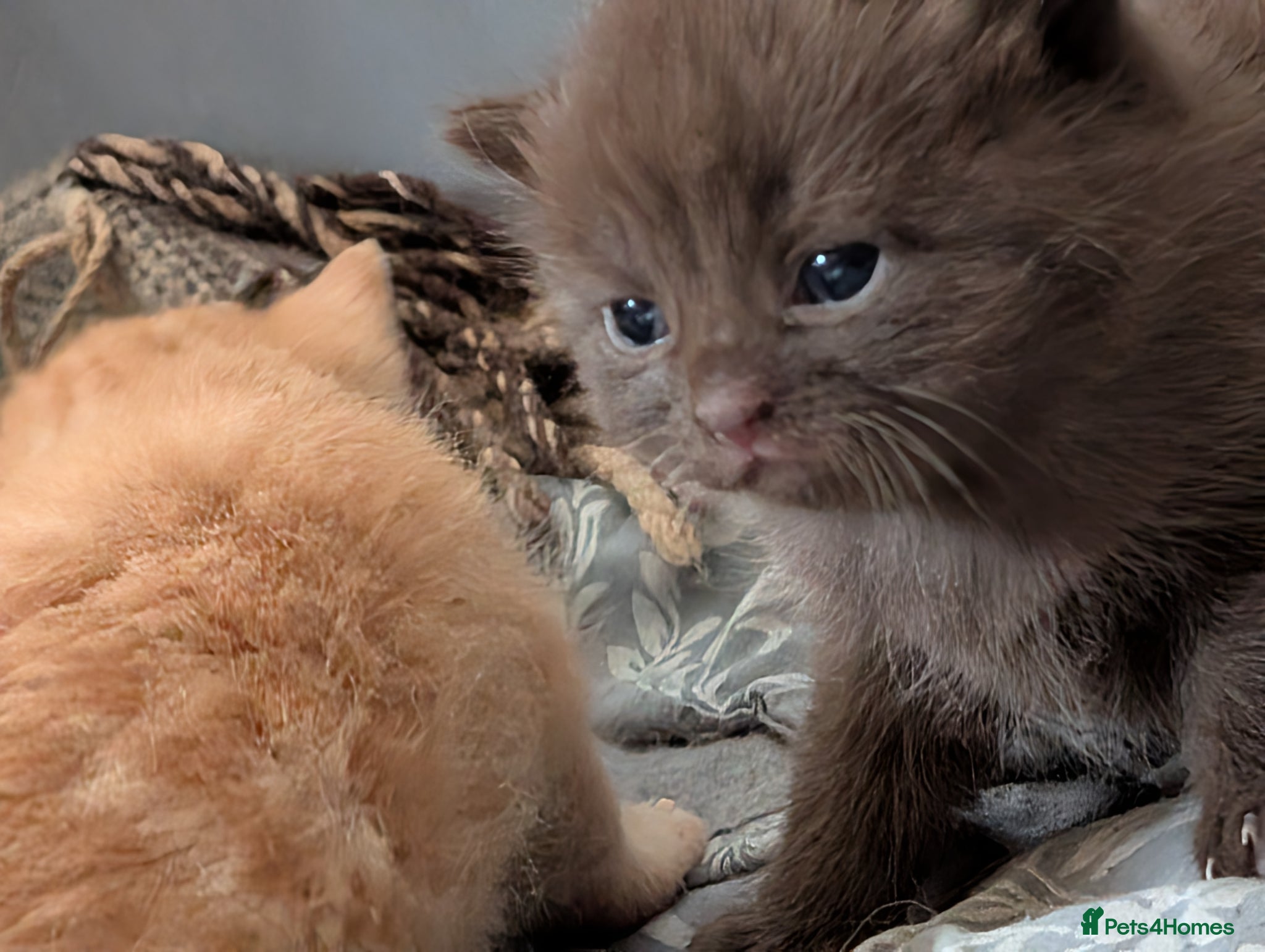 Mixed Breed cats Adorable Kittens Looking for Their Forever Homes - Advert 6