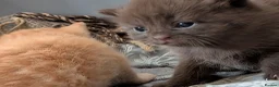 Mixed Breed cats for sale: Adorable Kittens Looking for Their Forever Homes - Advert 16