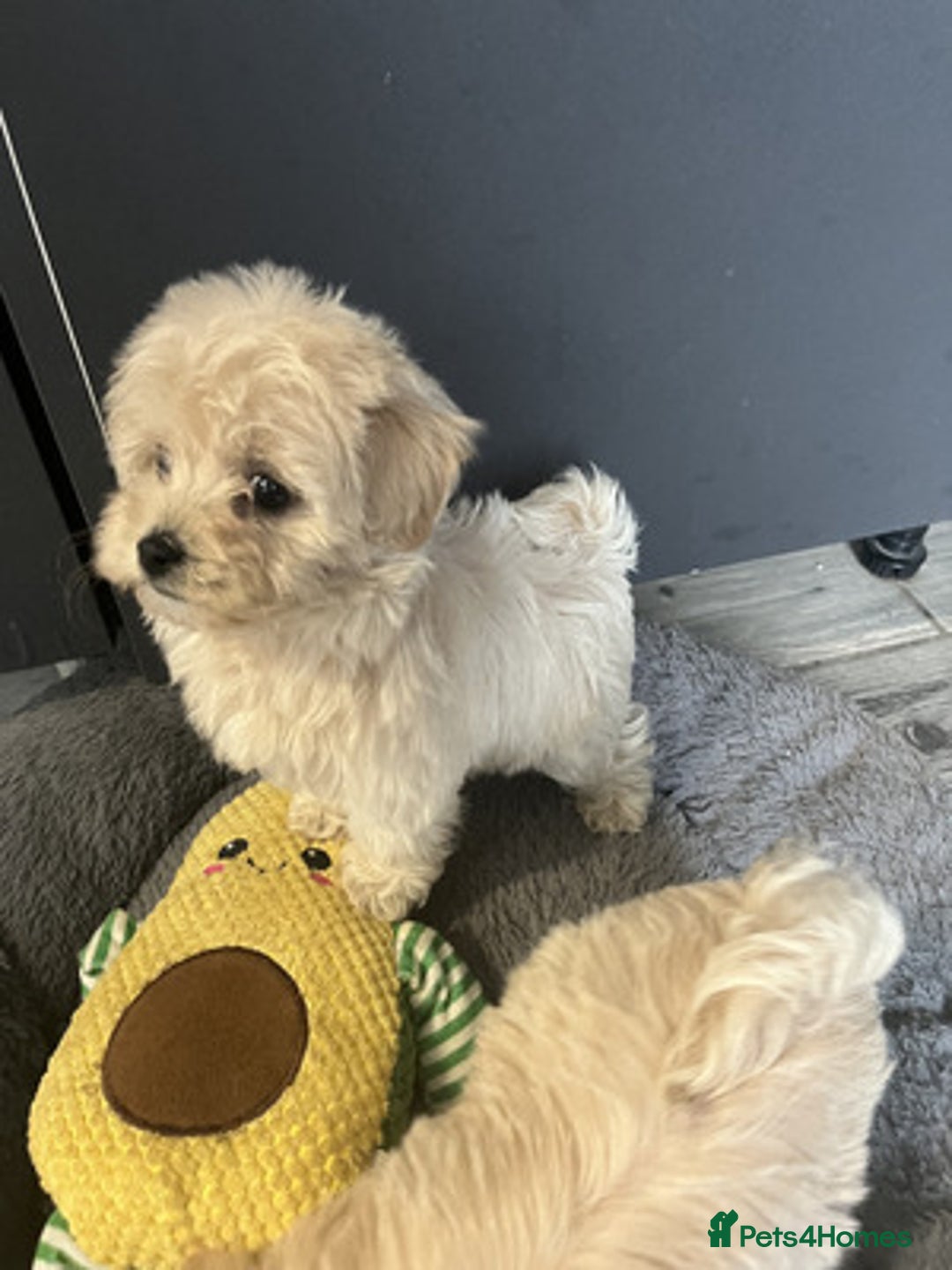 Maltipoo dogs for sale:  Adorable Maltipoo puppies for sale  - Advert 1