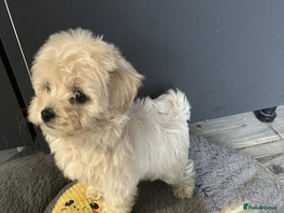 Maltipoo dogs Adorable Maltipoo puppies for sale - Advert 3