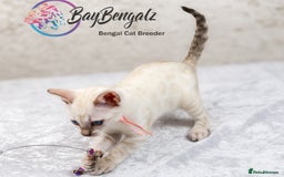 Bengal cats for sale: 1 Boy left, Bengal Snow kittens from RW TGC Sire - Image 11