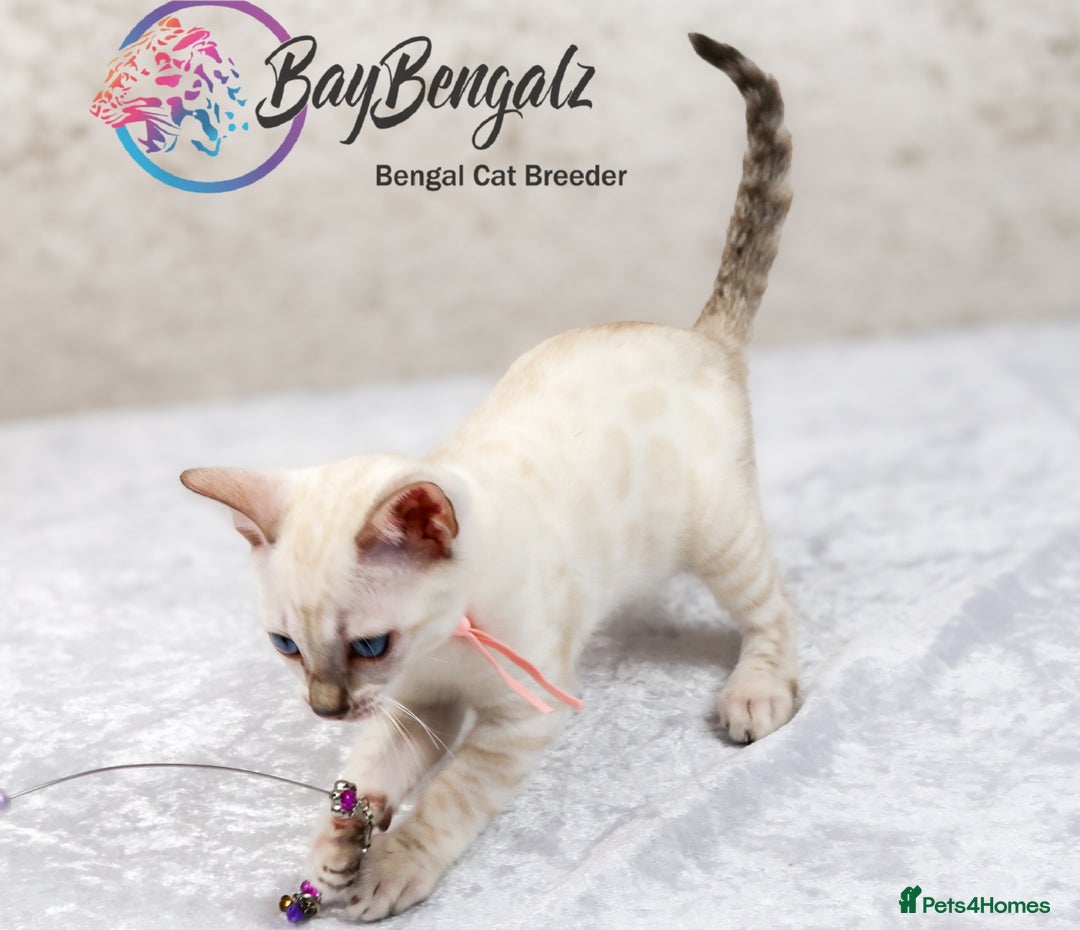 Bengal cats for sale: 1 Boy left, Bengal Snow kittens from RW TGC Sire - Image 11