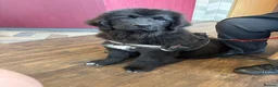 Mixed Breed dogs for sale: Gorgeous Newfoundland Shepherd Girl - Advert 11
