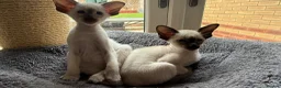 Siamese cats for sale: Siamese GCCF Registered kittens in Wellingborough - Advert 11