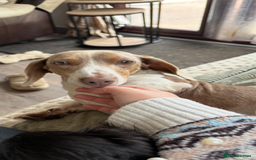 Dachshund dogs for sale: Dachshund male - Image 3