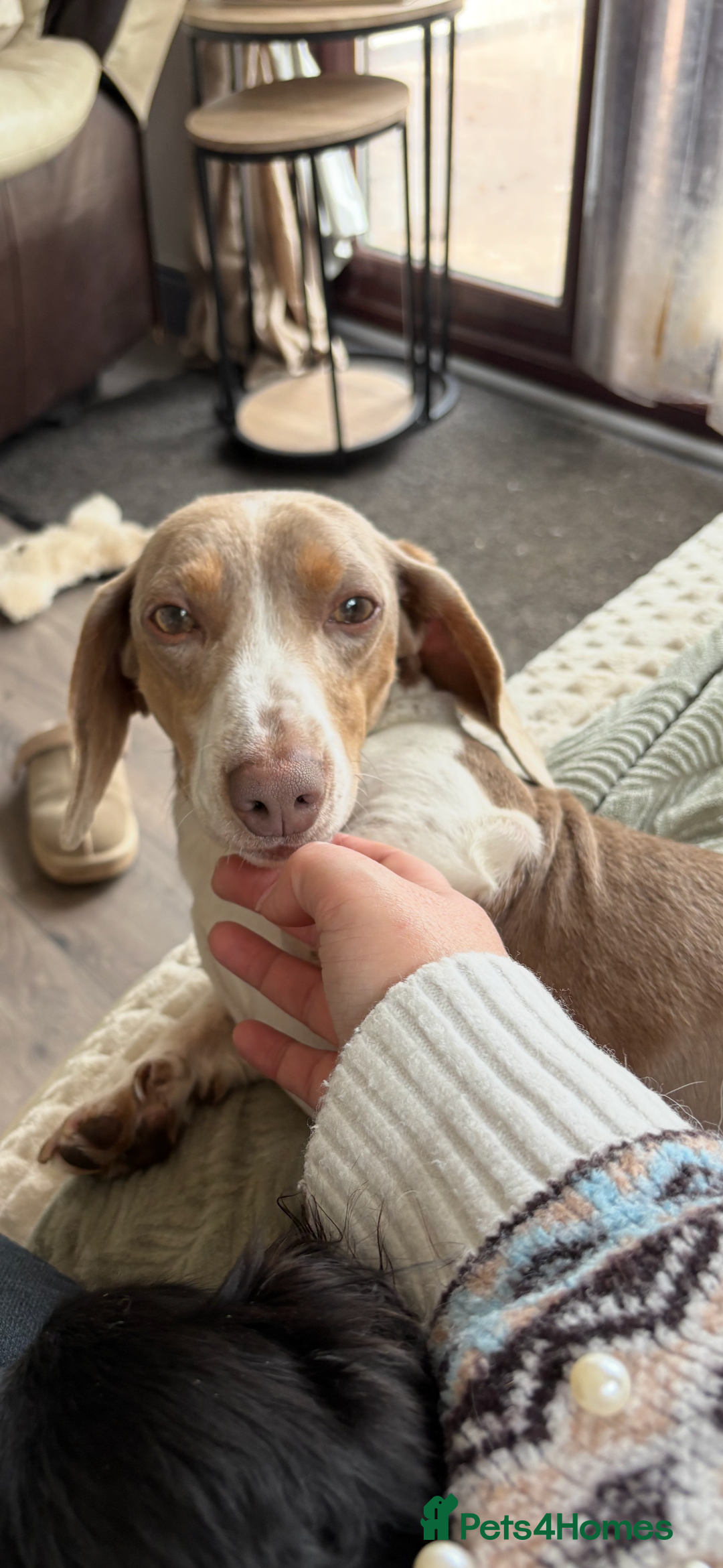 Dachshund dogs for sale: Dachshund male - Image 3