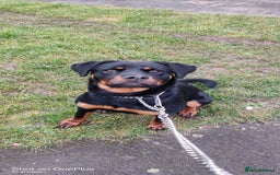 Rottweiler dogs for sale: Rottweiler  - Image 2