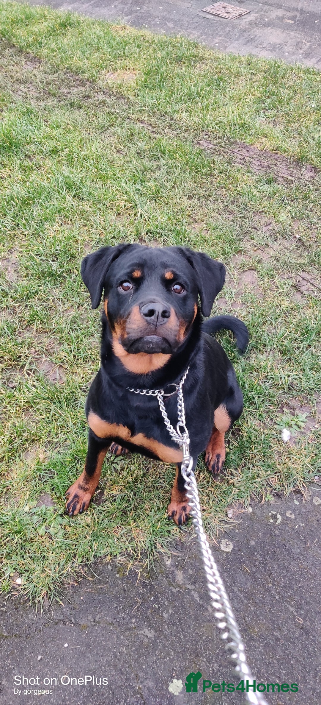 Rottweiler dogs for sale: Rottweiler  - Image 2
