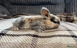 Mini Lop rabbits for sale: Pure breed mini lop bunnies - Image 10