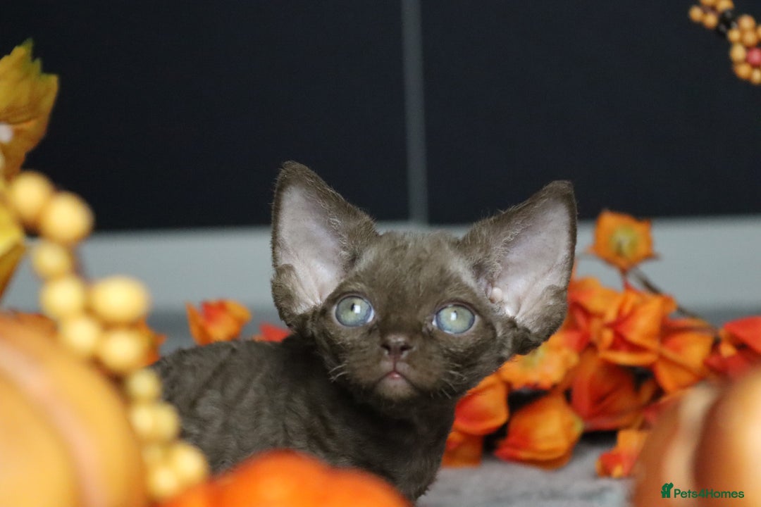 Devon Rex cats for sale: 🎉❤️ Full pedigree, healthy Devon rex boy 🎉❤️ - Image 17