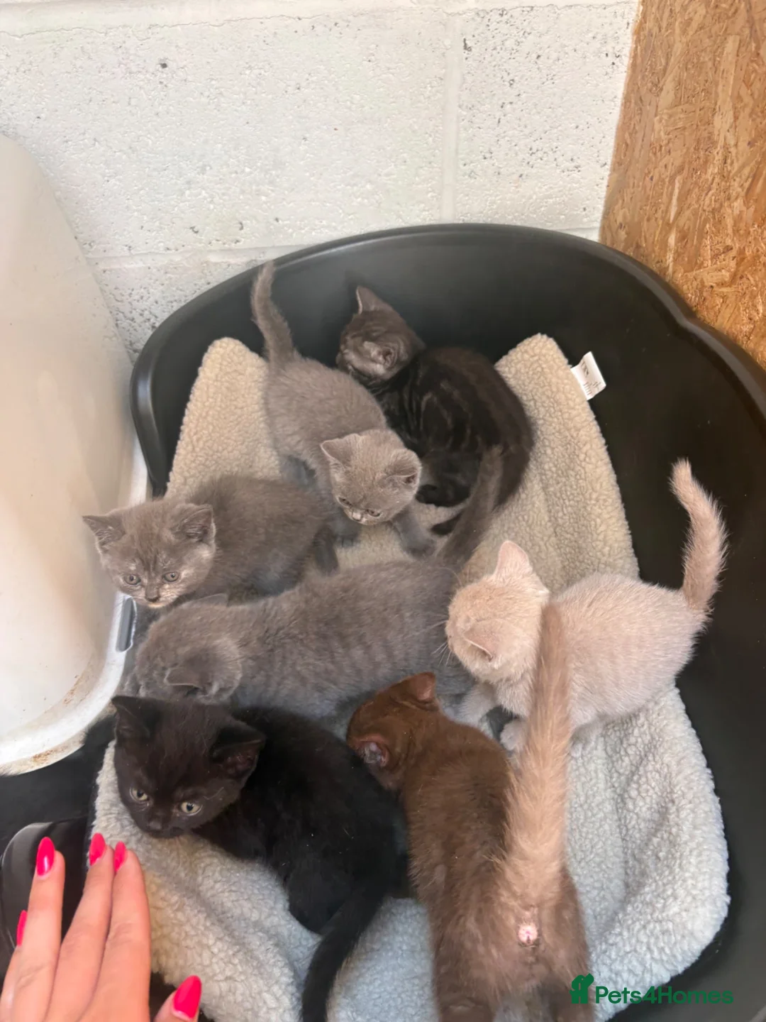 British Shorthair cats for sale: British shorthair  - Advert 13