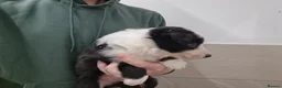 Border Collie dogs for sale: Border Collie Puppies - Advert 3