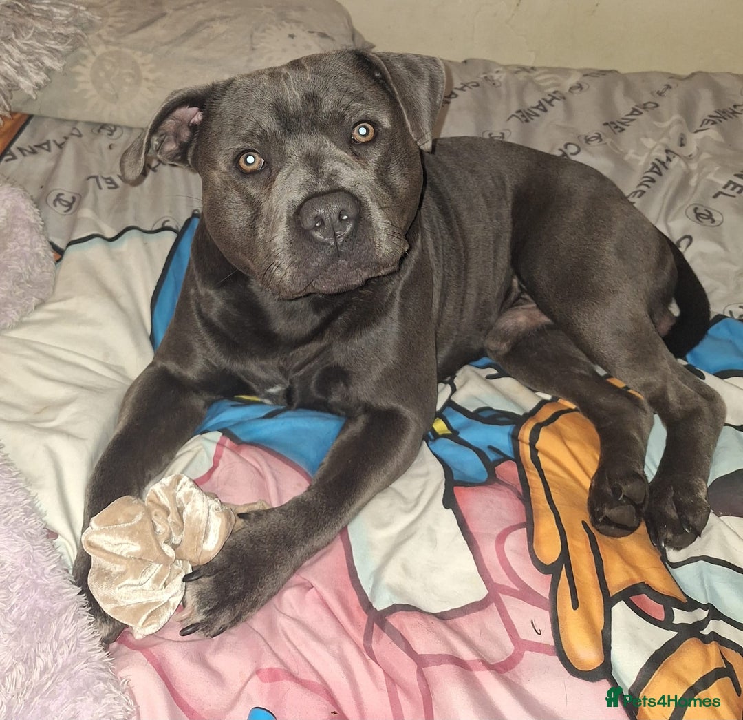 Staffordshire Bull Terrier dogs for stud: **FOR STUD** KC REGISTERED BLUE STAFF BULL TERRIOR - Advert 3