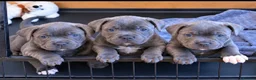 Staffordshire Bull Terrier dogs for sale: Staffordshire Bull Terrier puppies  in Burntwood - Advert 8
