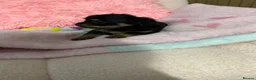 Yorkshire Terrier dogs for sale: Ready NOW !! Yorkshire terrier puppies  - Advert 5