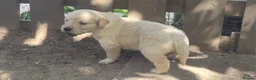 Golden Retriever dogs for sale: Beautiful Golden retriever puppies - Advert 4