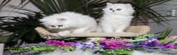 Persian cats for sale: Stunning Chinchilla Persian Kittens-Ready to go 💕 - Advert 5