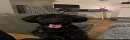 Pomapoo dogs for sale: Sweet dog looking for a forever home  in Birmingham - Advert 4