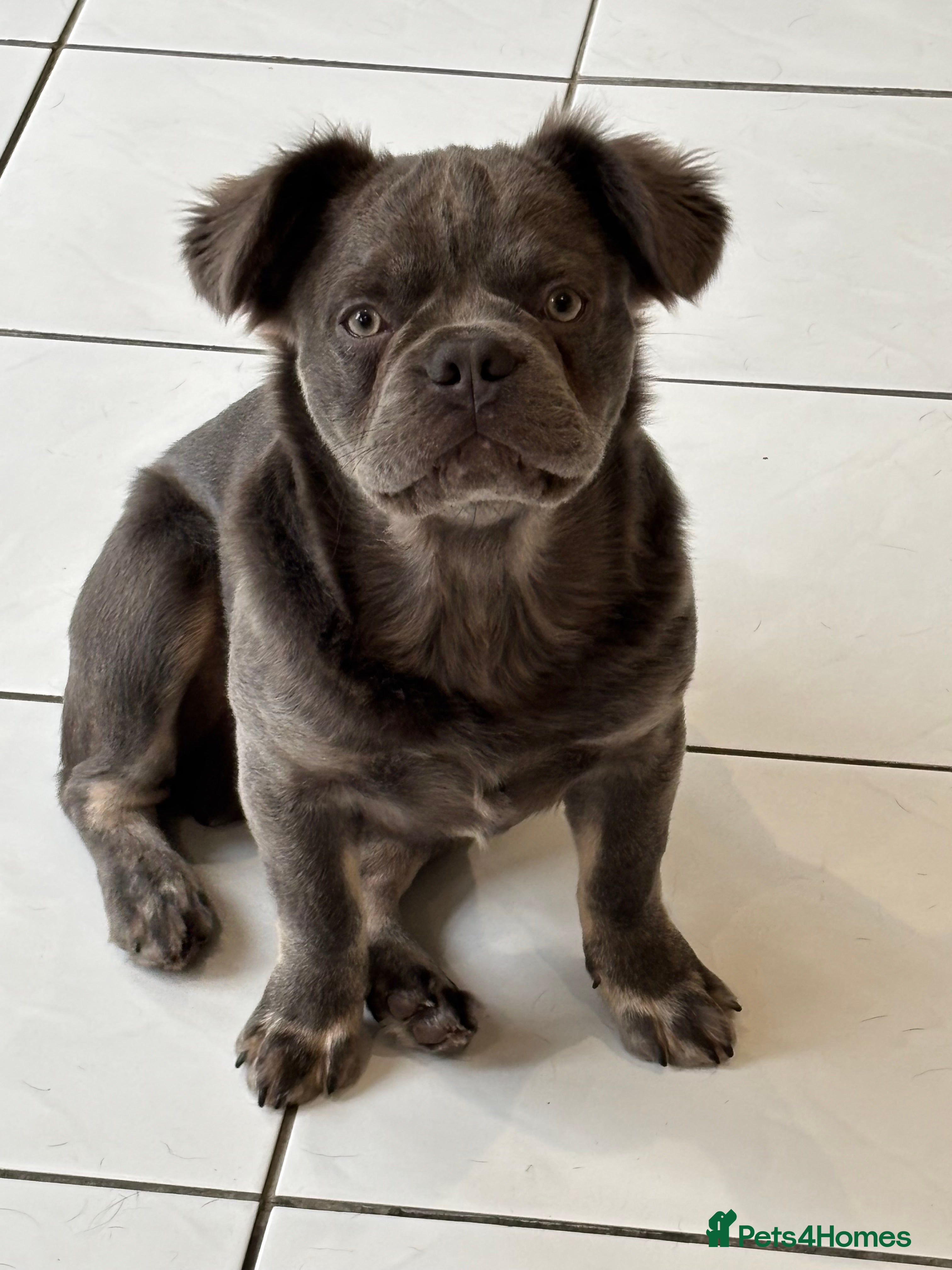 French Bulldog dogs Blue fluffy frenchie - Advert 3