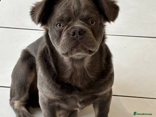 French Bulldog dogs Blue fluffy frenchie - Advert 1