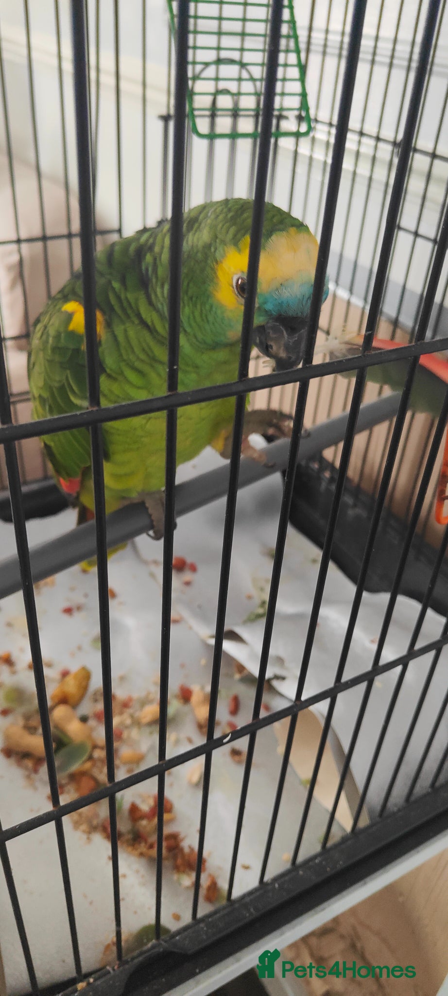 Parrots birds Beautiful Blue Fronted Amazon Parrot 6 years old - Advert 3