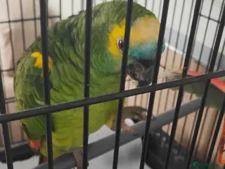 Parrots birds Beautiful Blue Fronted Amazon Parrot 6 years old - Advert 9