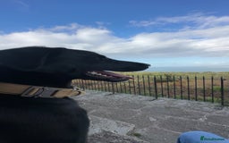 Borador dogs for sale: Bruno  - Image 3