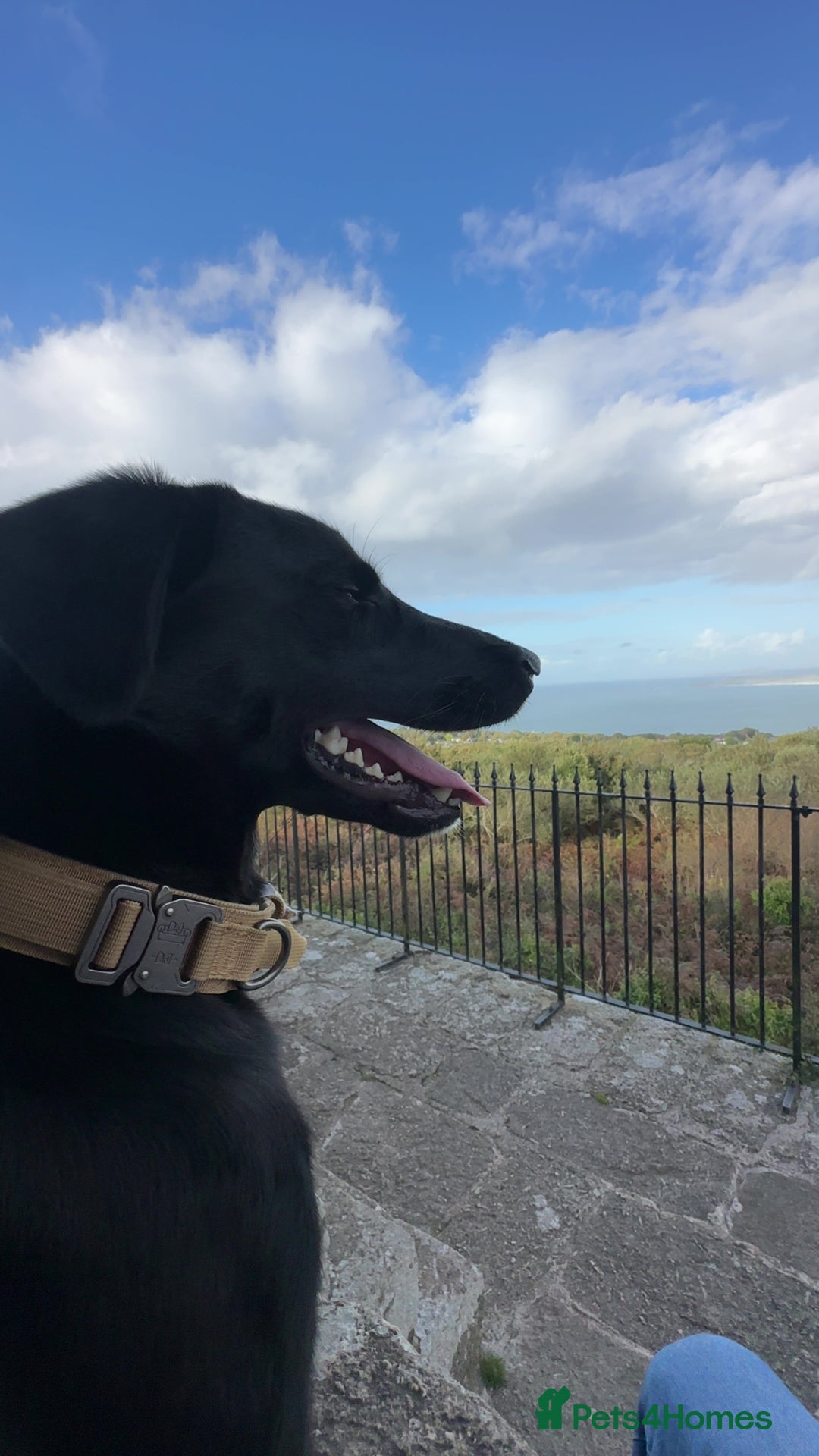 Borador dogs for sale: Bruno  - Image 3