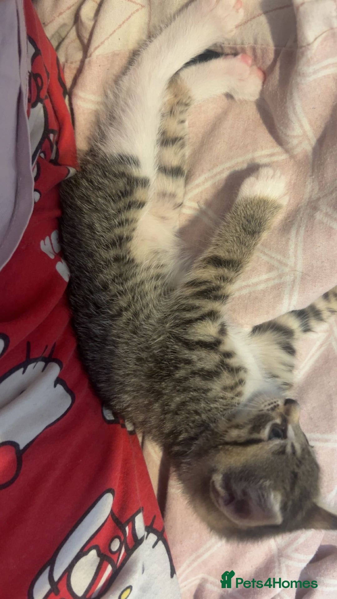Mixed Breed cats for sale: Two tabby kittens available now £80 - Image 8