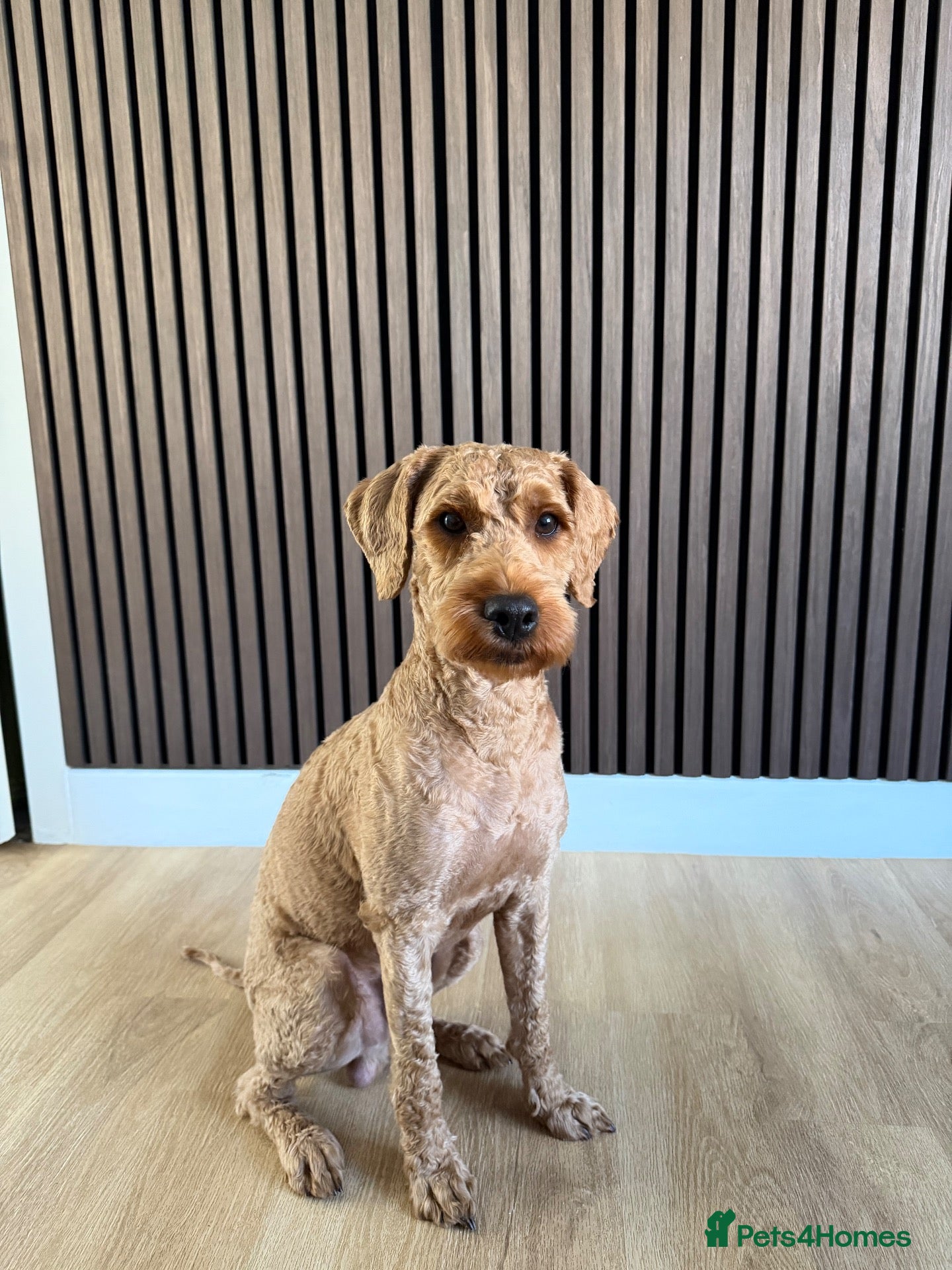 Labradoodle dogs Labradoodle for re-home  (10 month old) - Advert 2