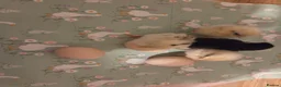 Chickens poultry for sale: Fertile Micro Serama hatching eggs - Advert 18