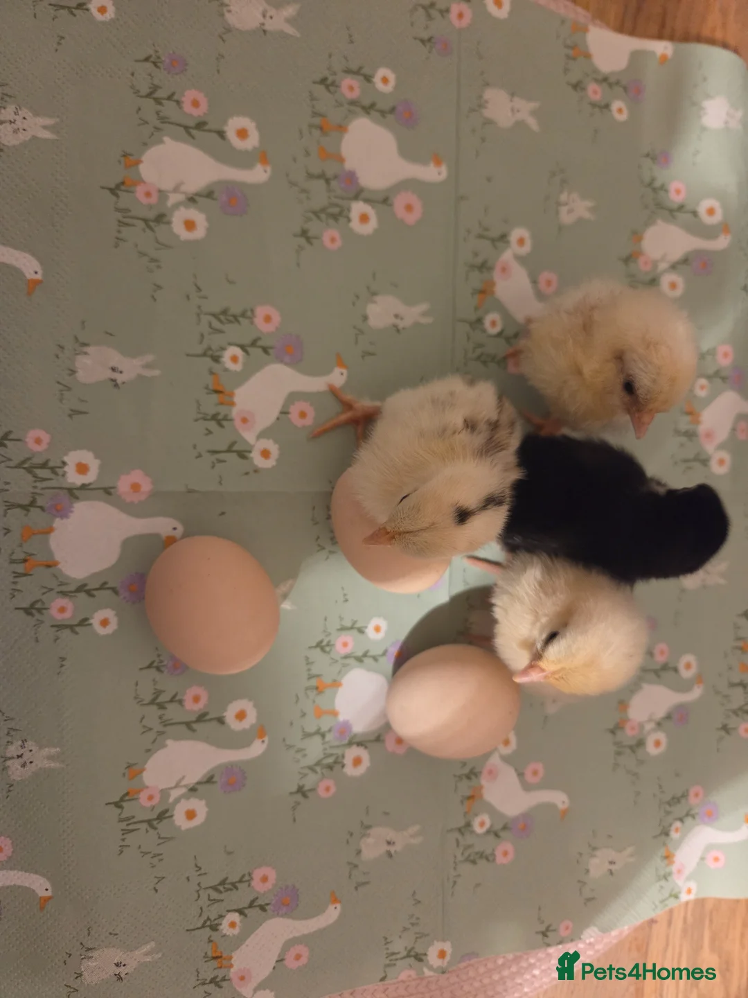 Chickens poultry for sale: Fertile Micro Serama hatching eggs - Advert 18