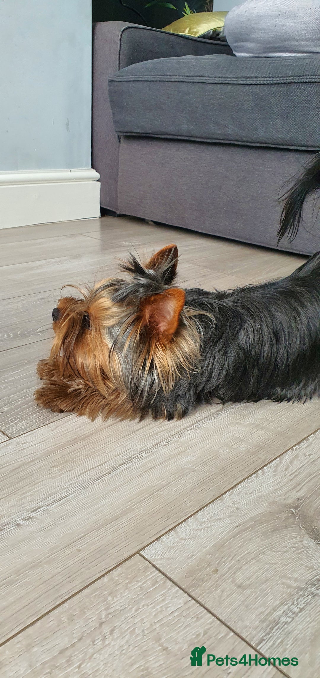 Yorkshire Terrier dogs for stud: KCReg Assured Breeder/Benjamin looking for a date in Southampton - Advert 6