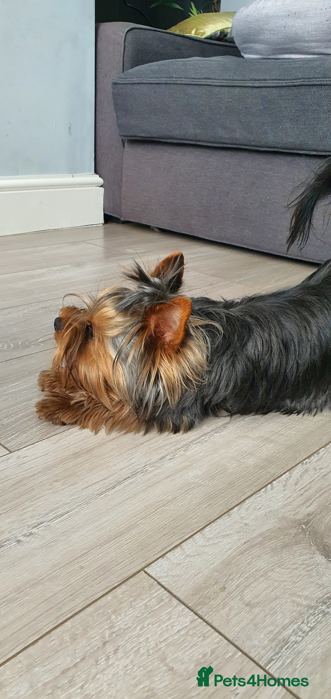 Yorkshire Terrier dogs for stud: KCReg Assured Breeder/Benjamin looking for a date in Southampton - Advert 6