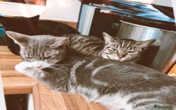 Bengal cats for sale: 12 mixed kittens - Advert 1