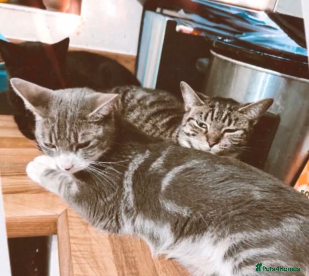 Bengal cats for sale: 12 mixed kittens - Advert 1