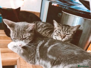 Bengal cats 12 mixed kittens - Advert 5