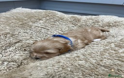 Maltipoo dogs for sale: 5 Gorgeous F1 Maltipoo Puppies *4 Girls Available* - Image 3