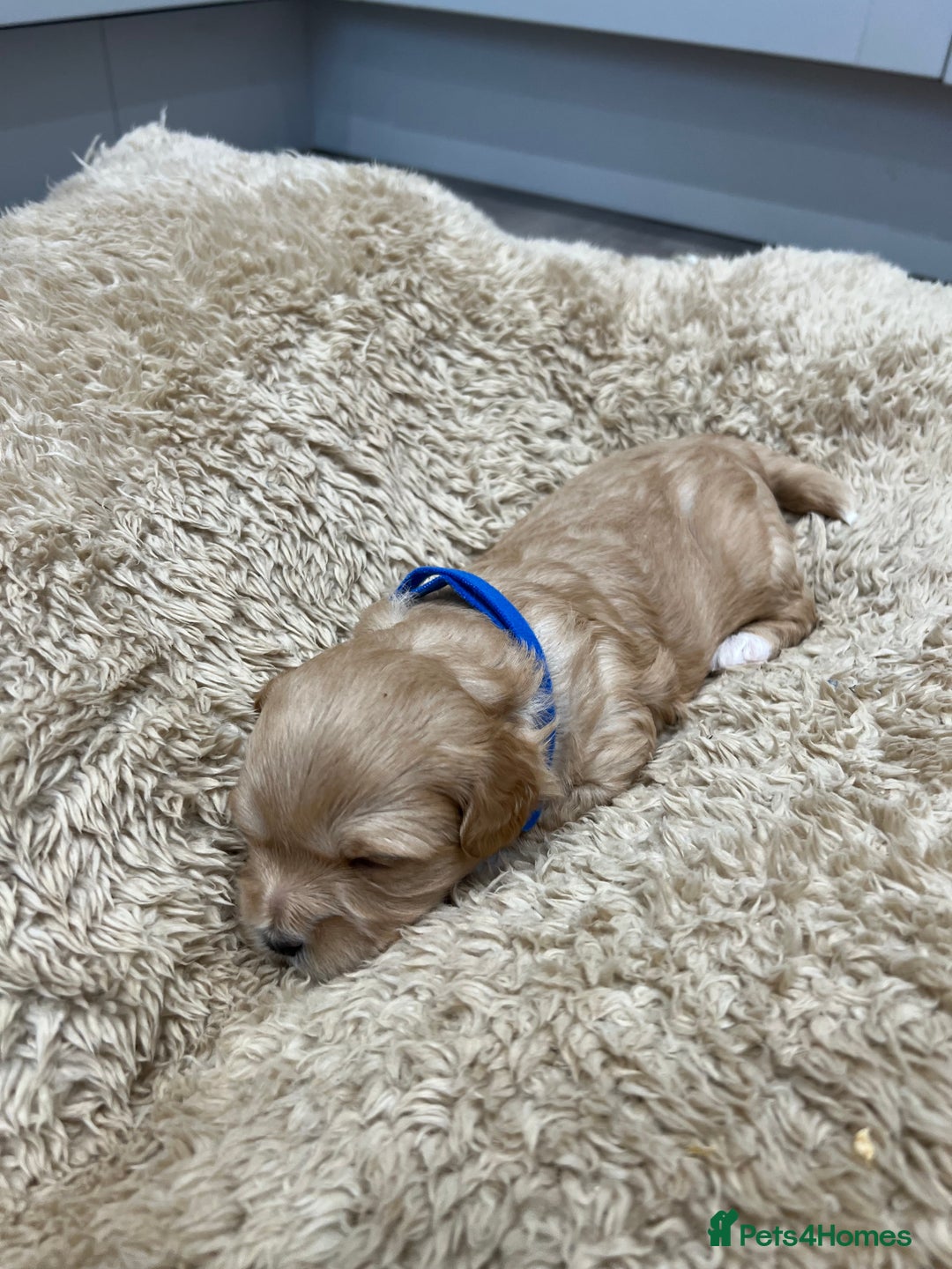 Maltipoo dogs for sale: 5 Gorgeous F1 Maltipoo Puppies *4 Girls Available* - Image 3