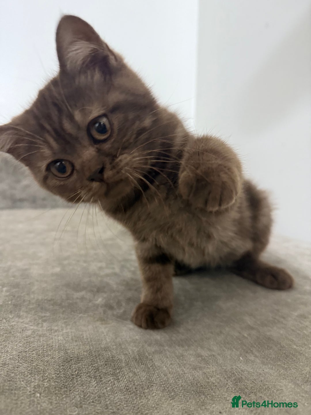 British Shorthair cats for sale: BSH x SF show quality kittens (REDUCED) - Image 40